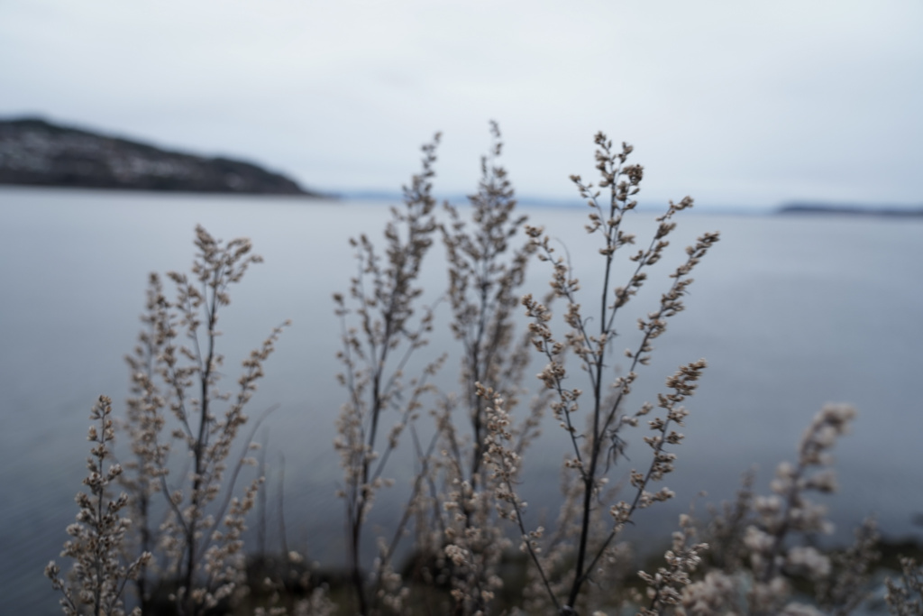 Vegetasjon ved fjorden